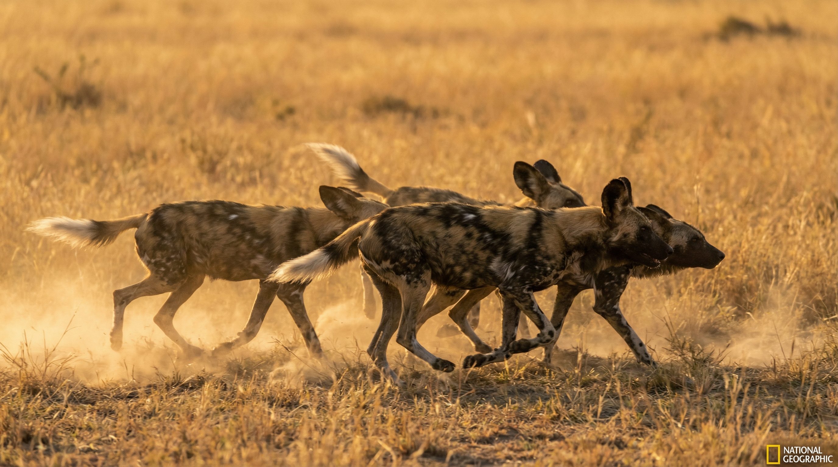 草榴野生动物保护视频