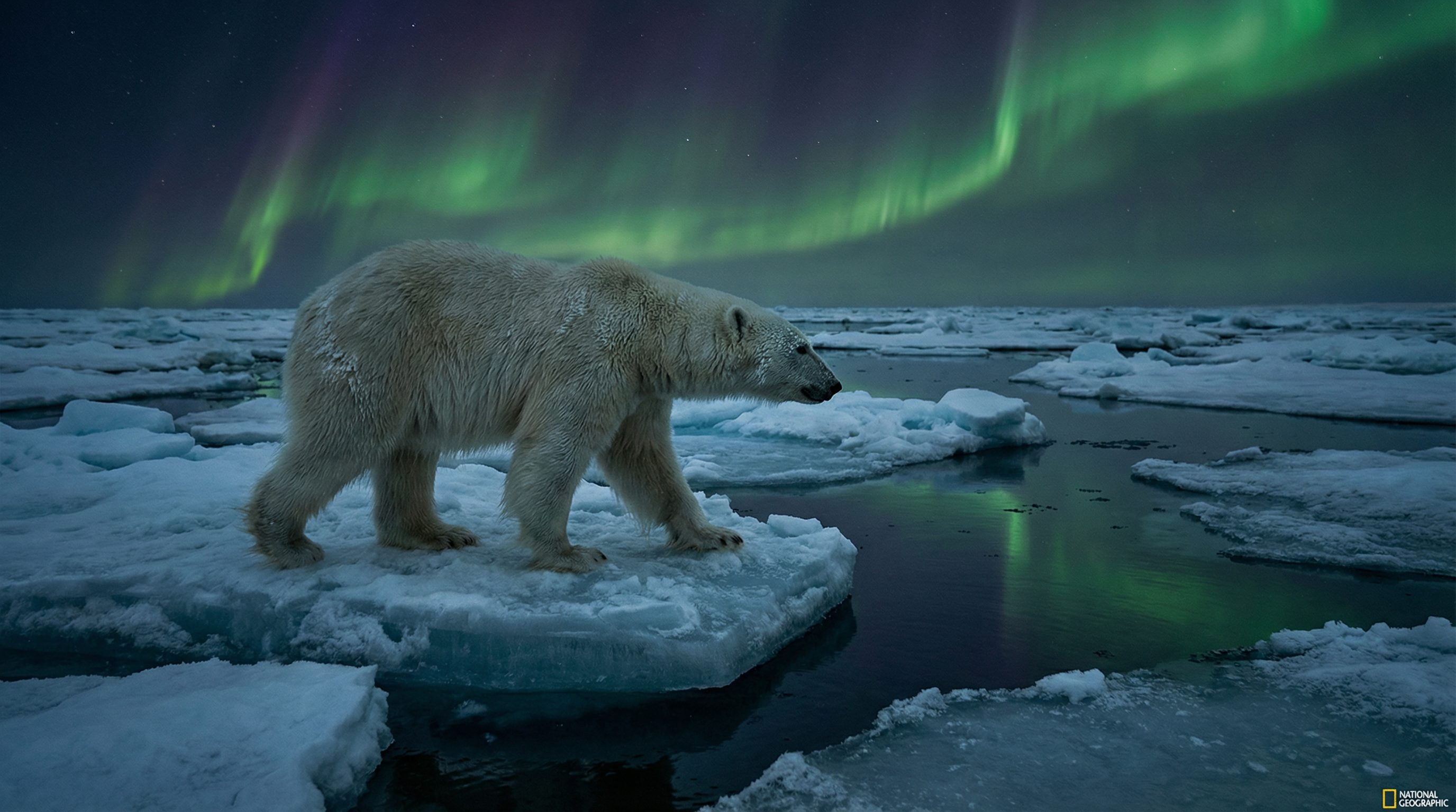 草榴视频：北极熊极地探险视频演示